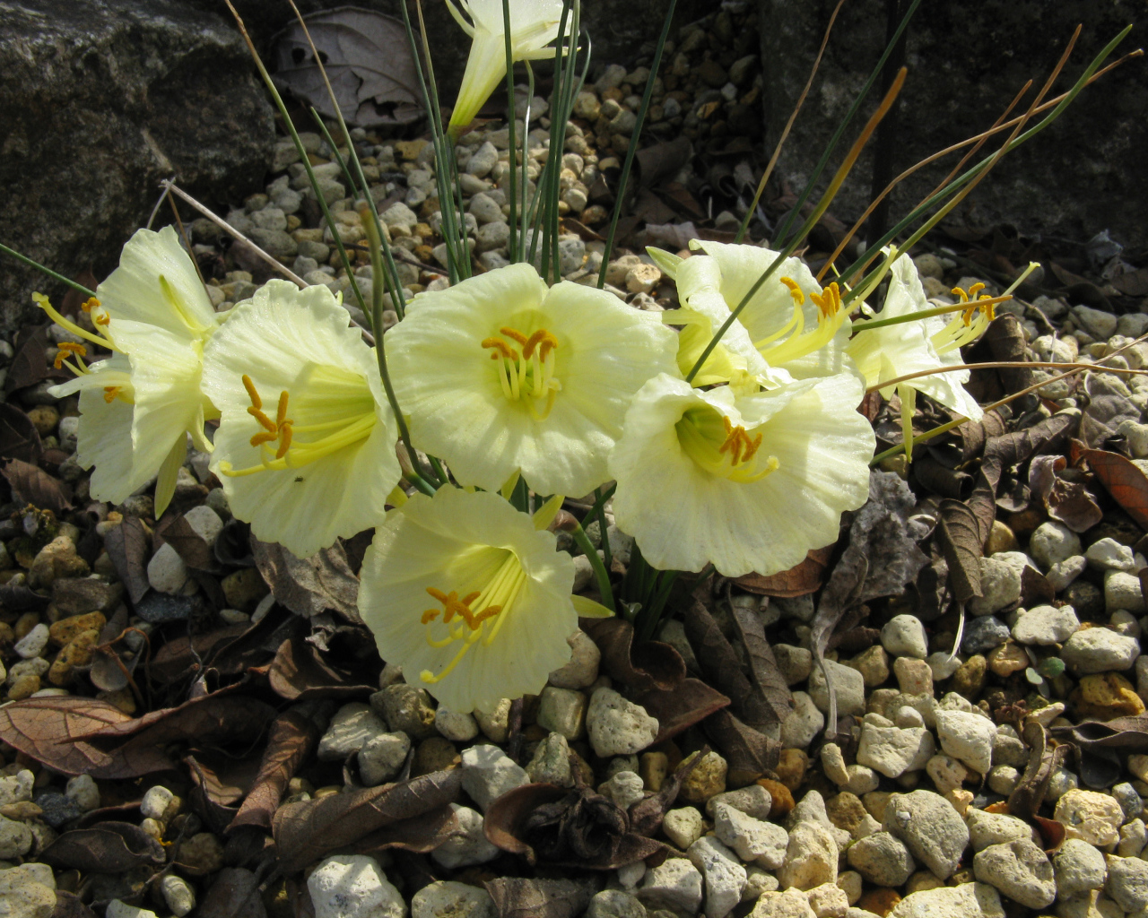 Красивые цветы нарциссы на камнях  