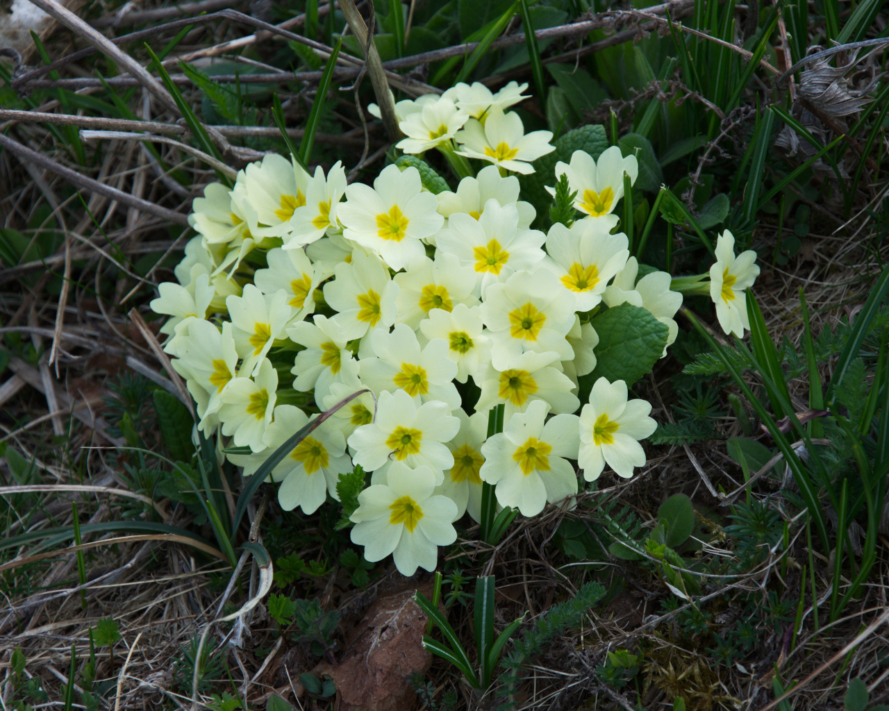 Красивые цветы примула на клумбе крупным планом