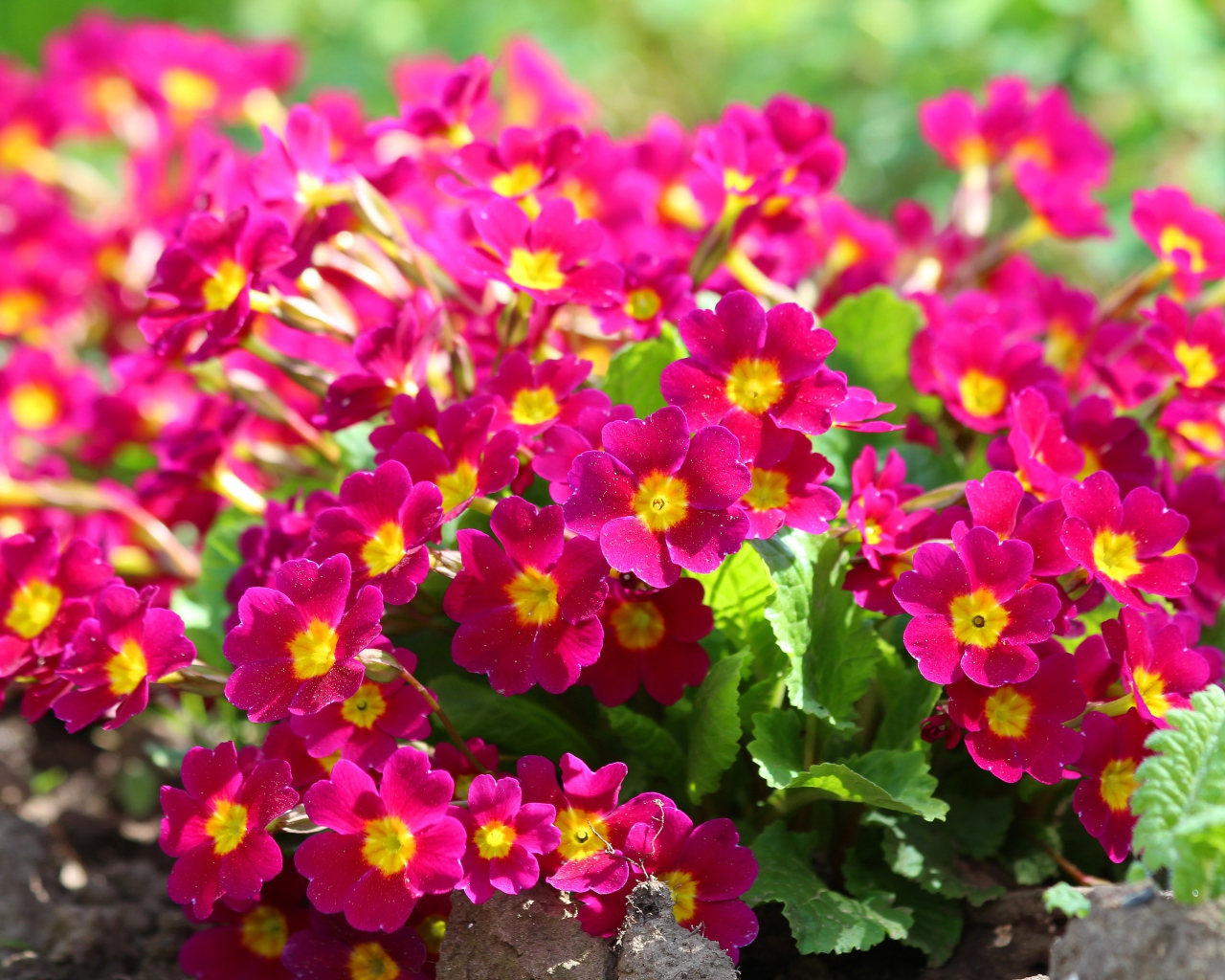 Красивые цветы примула на клумбе