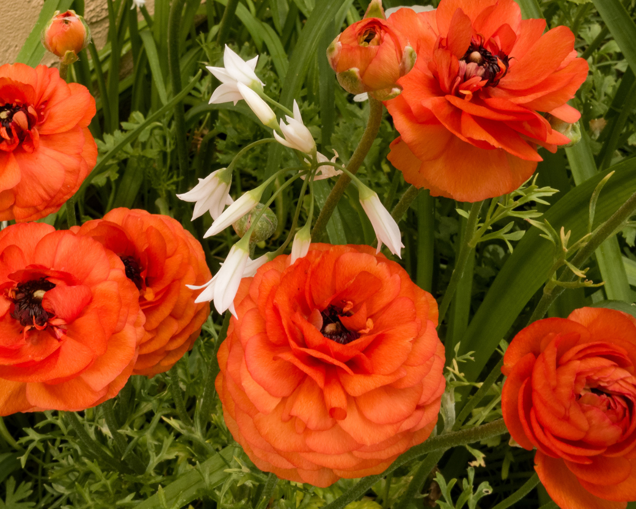 Красивые полные садовые оранжевые цветы лютики