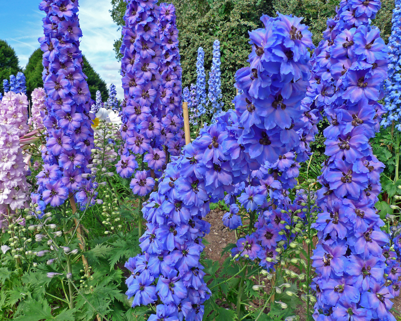 Красивые садовые цветы дельфиниум  