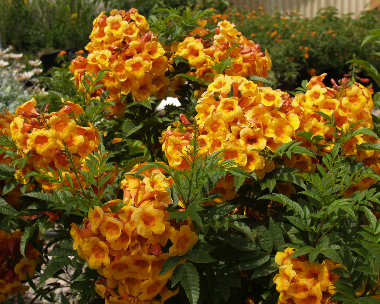 Красивые садовые цветы кампсис оранжевого цвета