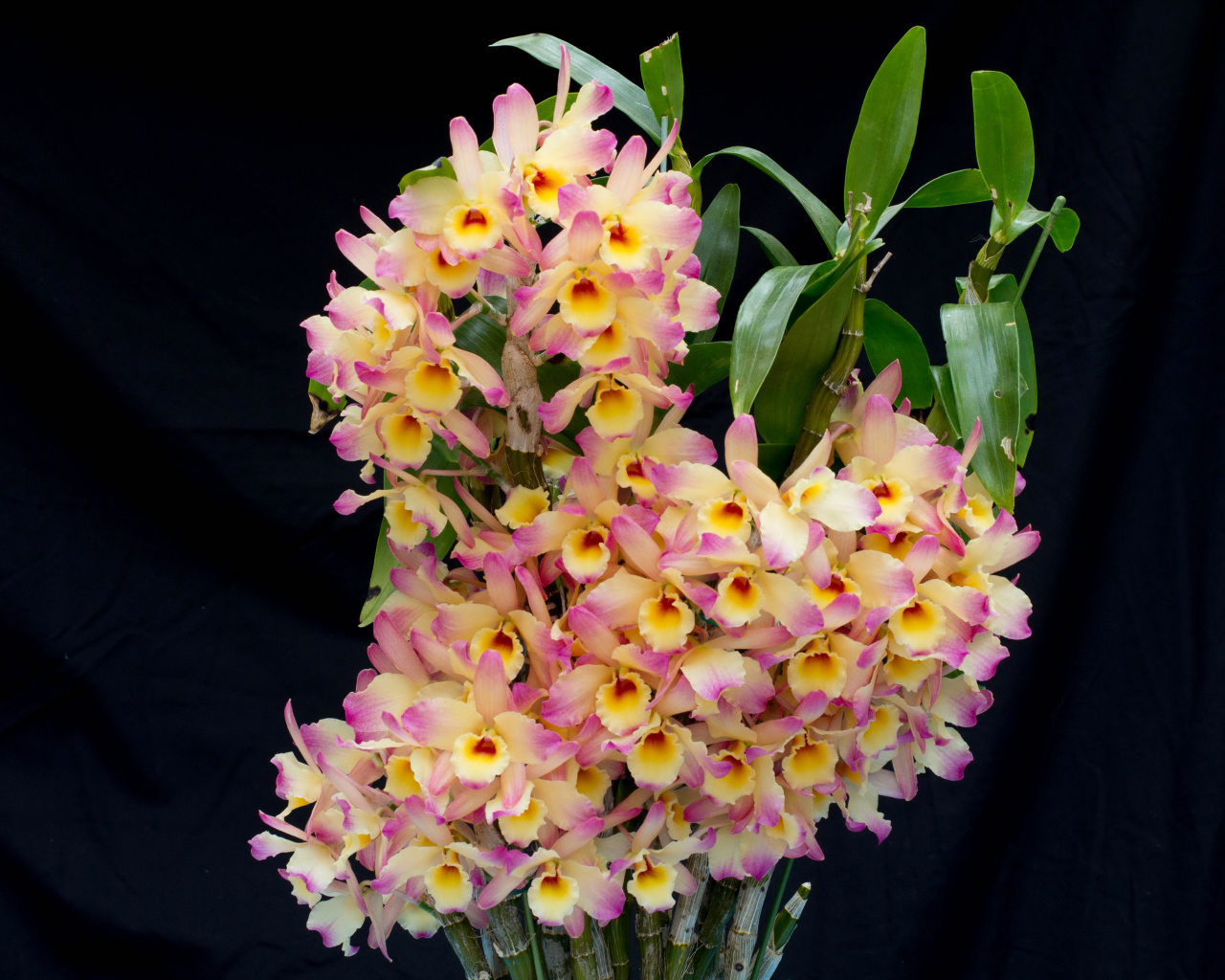 Красивые нежные орхидеи крупным планом на черном фоне