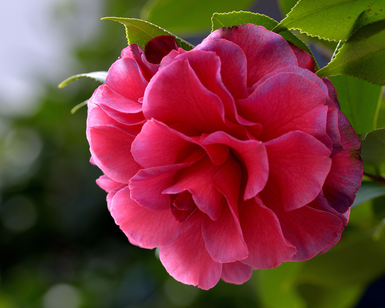 Красивый нежный розовый цветок камелия 