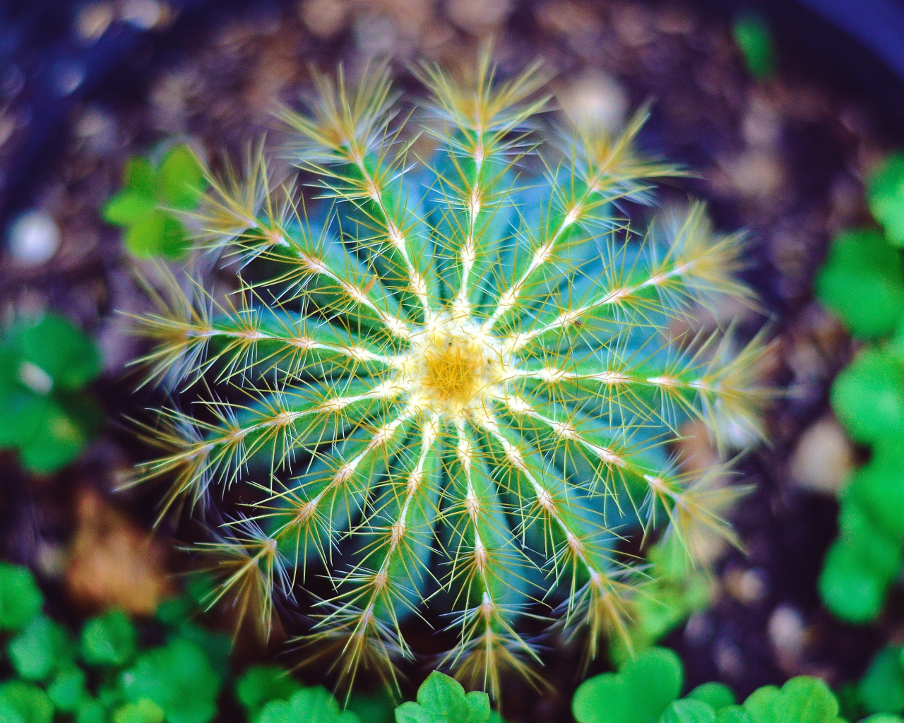 Красивый зеленый кактус крупным планом 