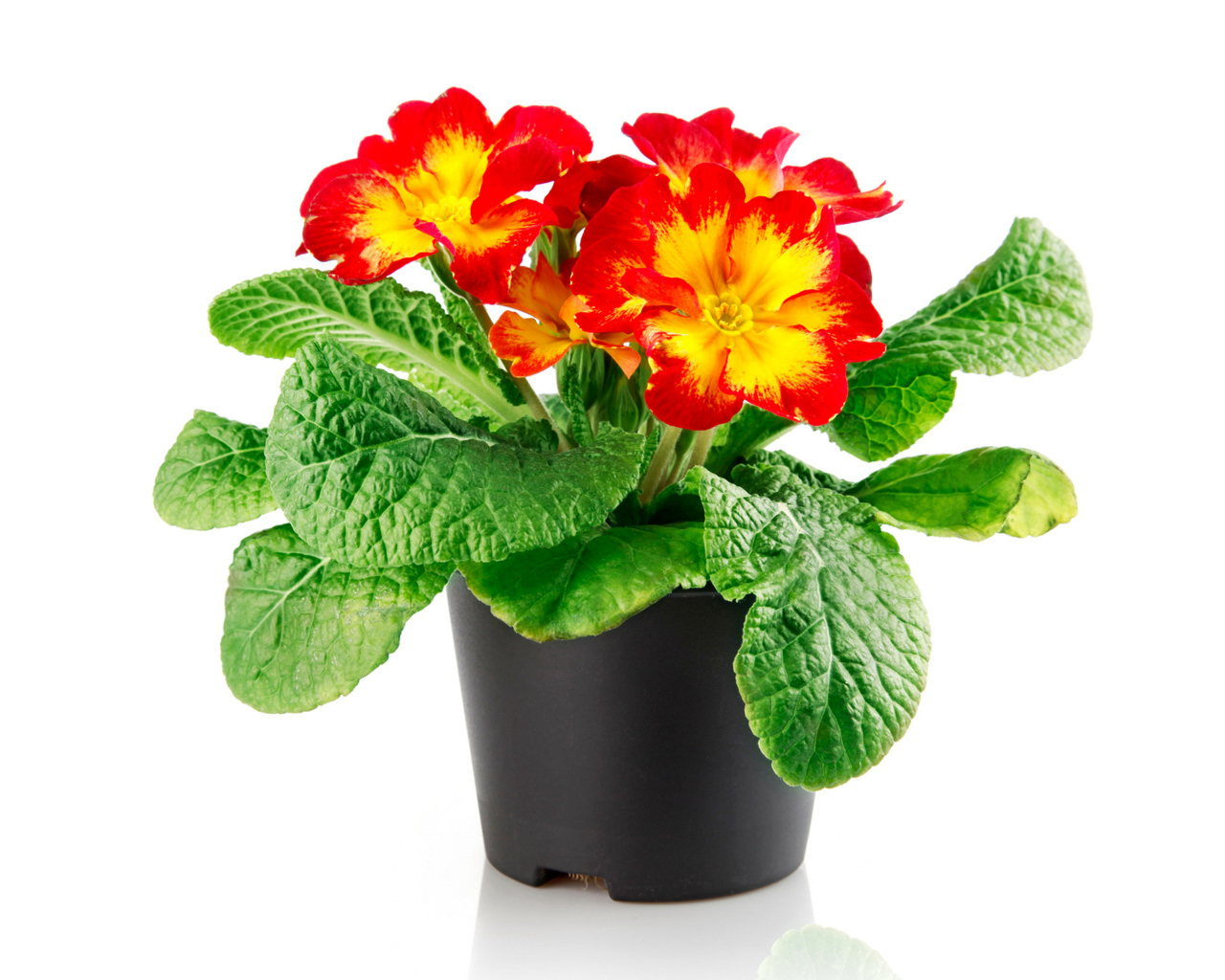 Красивый комнатный цветок примула на белом фоне