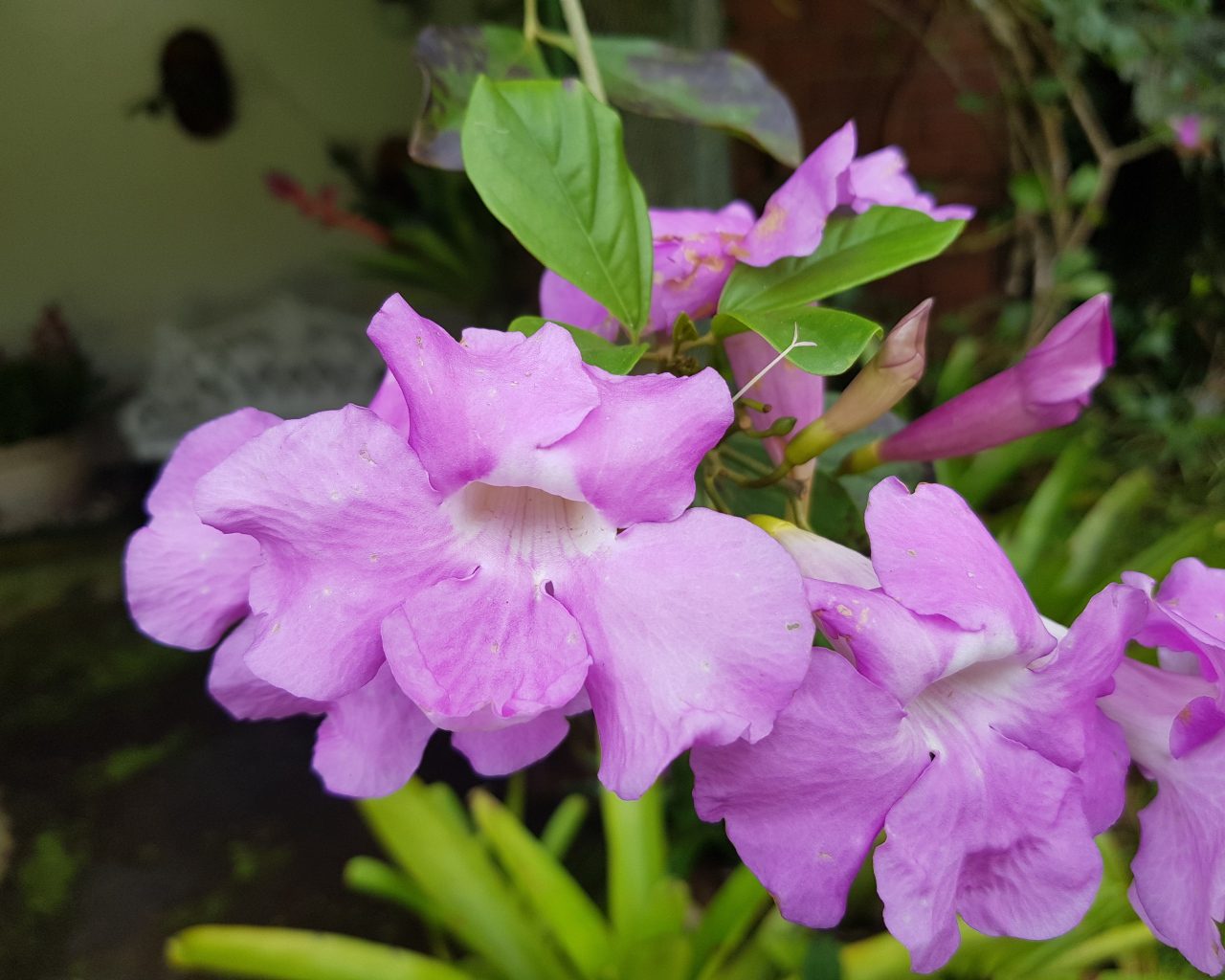 Красивый комнатный цветок с сиреневыми цветами