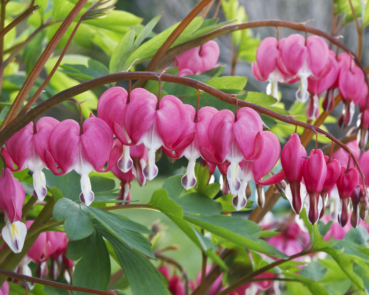 Красивые комнатные цветы Дицентра крупным планом