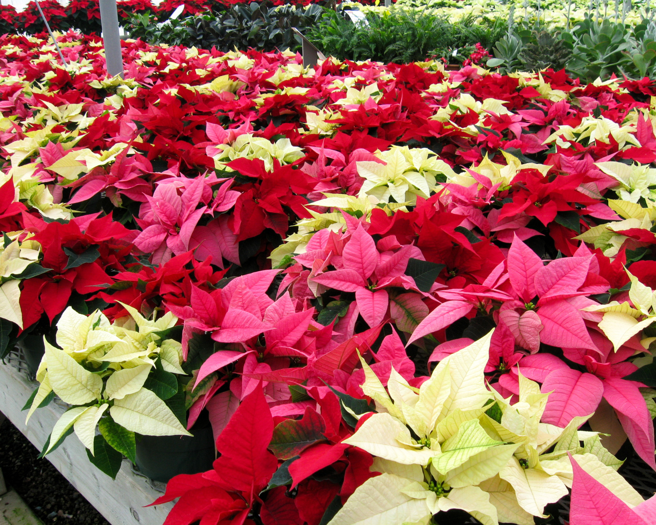 Красивые комнатные цветы молочай, пуансеттия