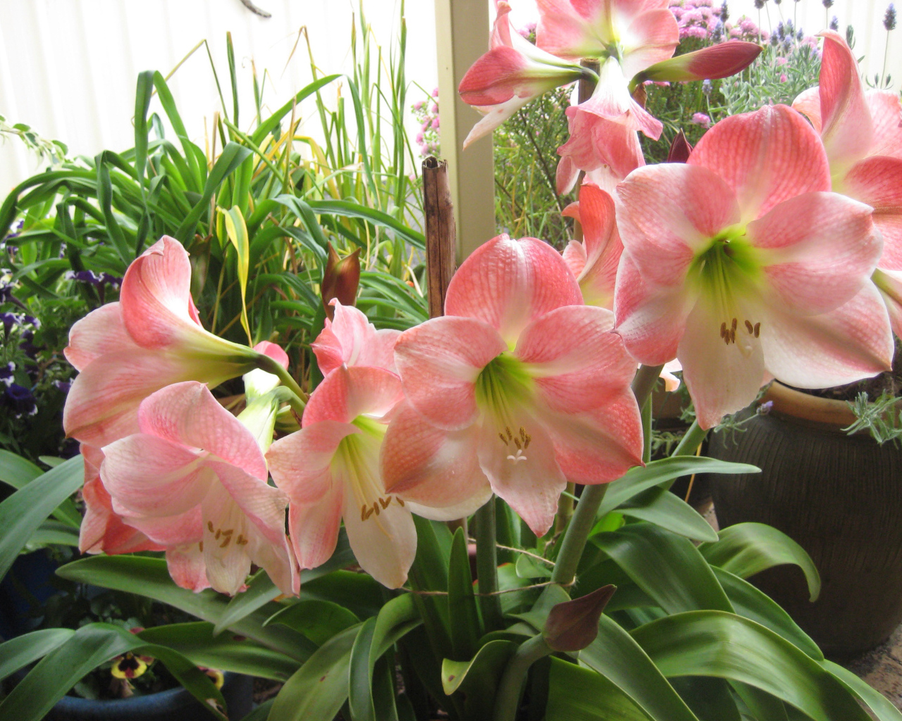Красивые комнатные розовые Амариллис