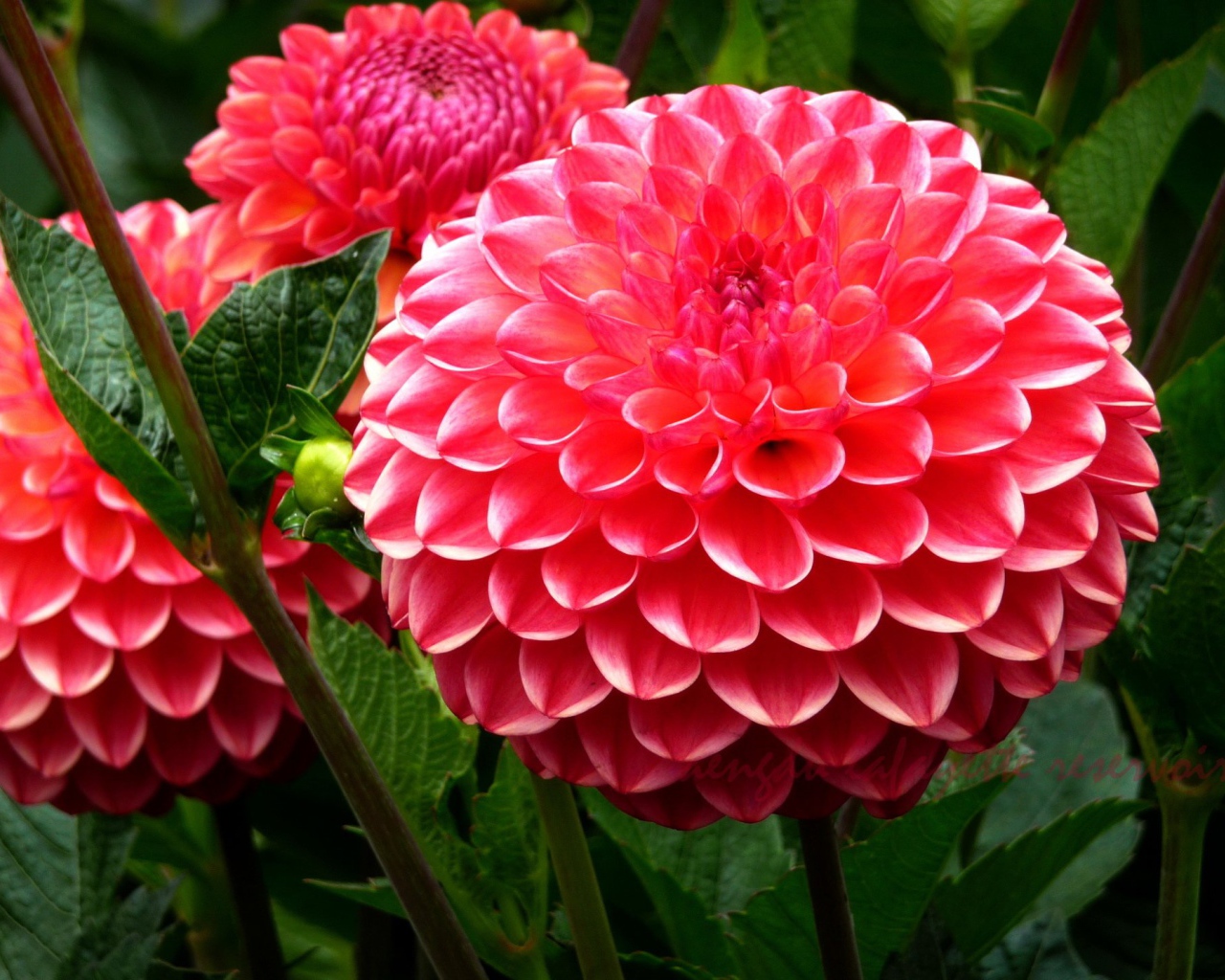 Красивая крупная розовая георгина 