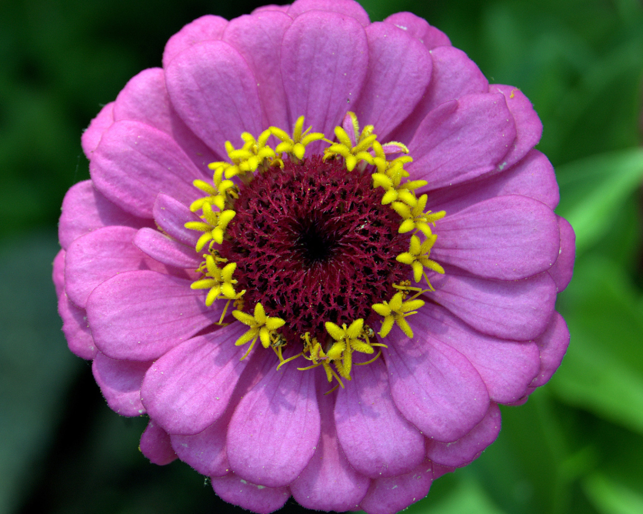 Красивый сиреневый цветок цинния крупным планом 