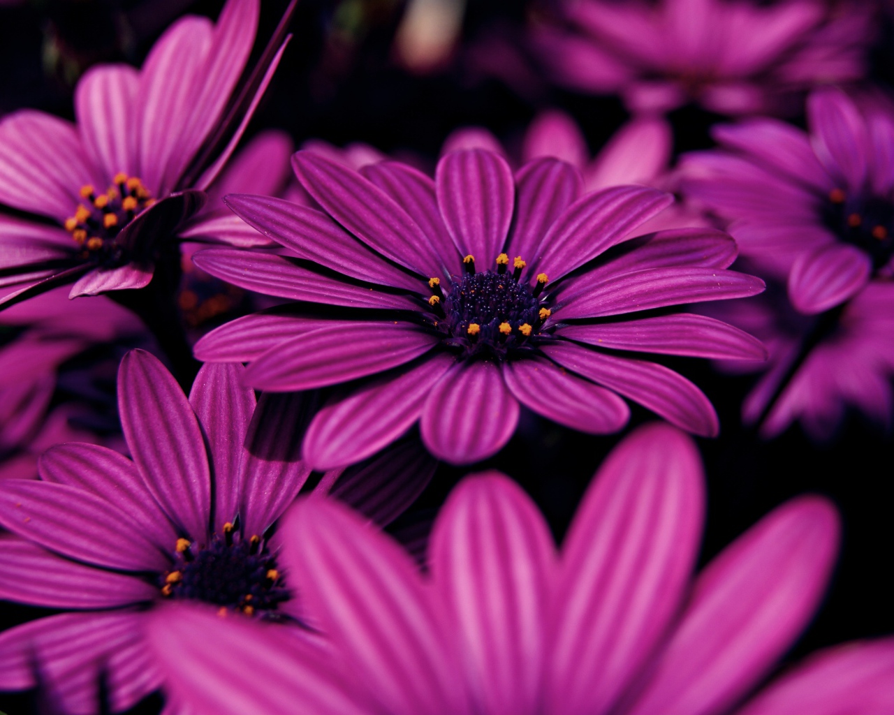 Красивые сиреневые цветы африканская ромашка 