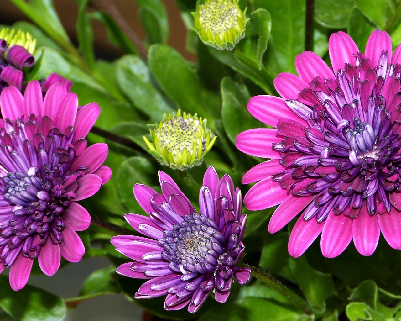 Красивые сиреневые цветы хризантемы