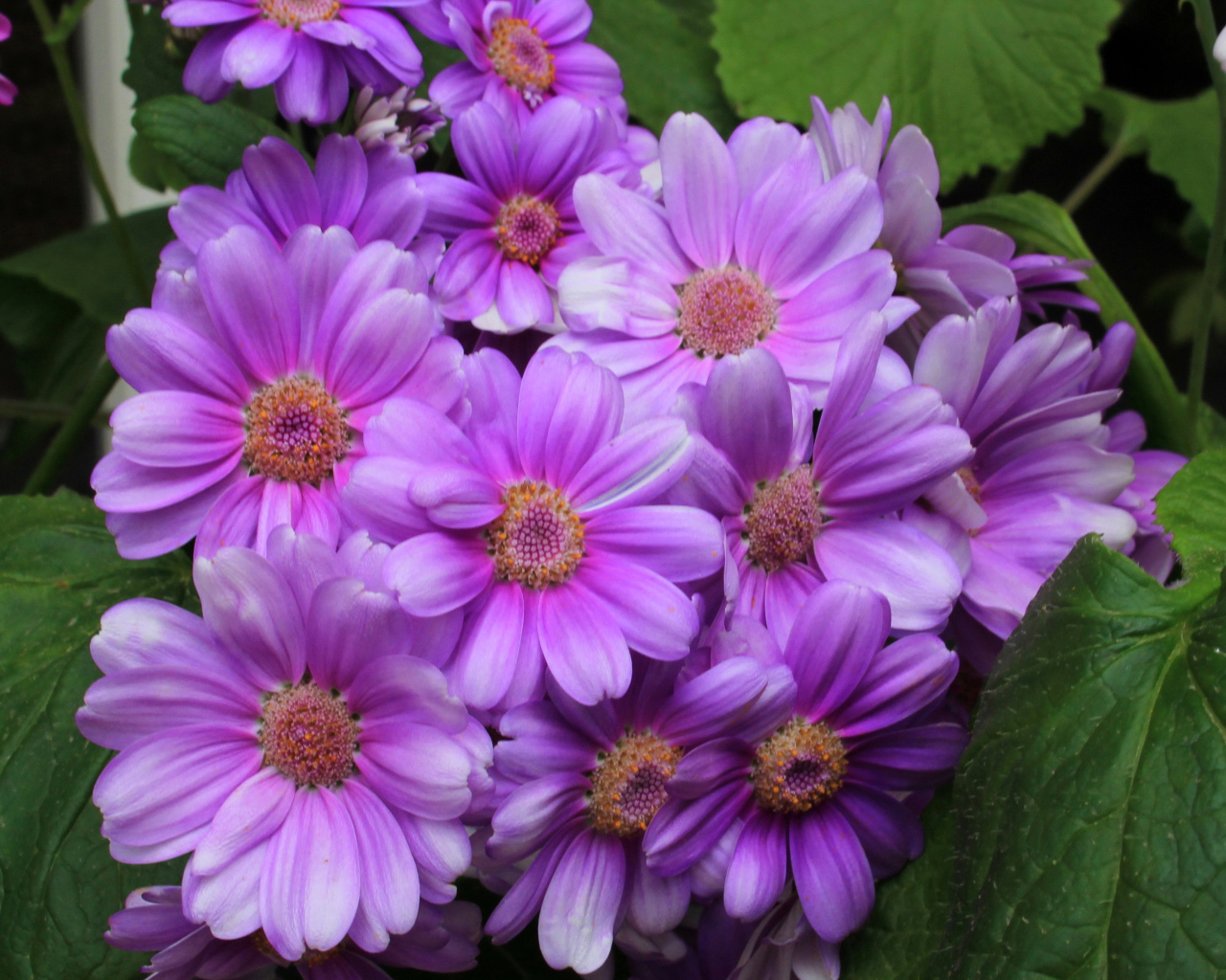 Красивый сиреневый комнатный цветок Цинерария 