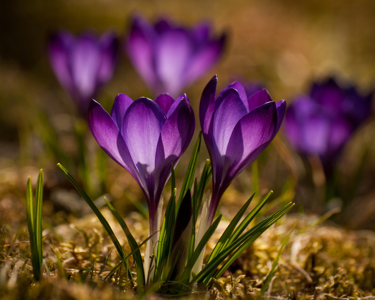 Красивые маленькие фиолетовые крокусы крупным планом