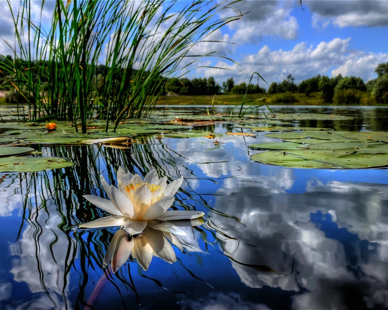 Красивый лотос на водной глади 