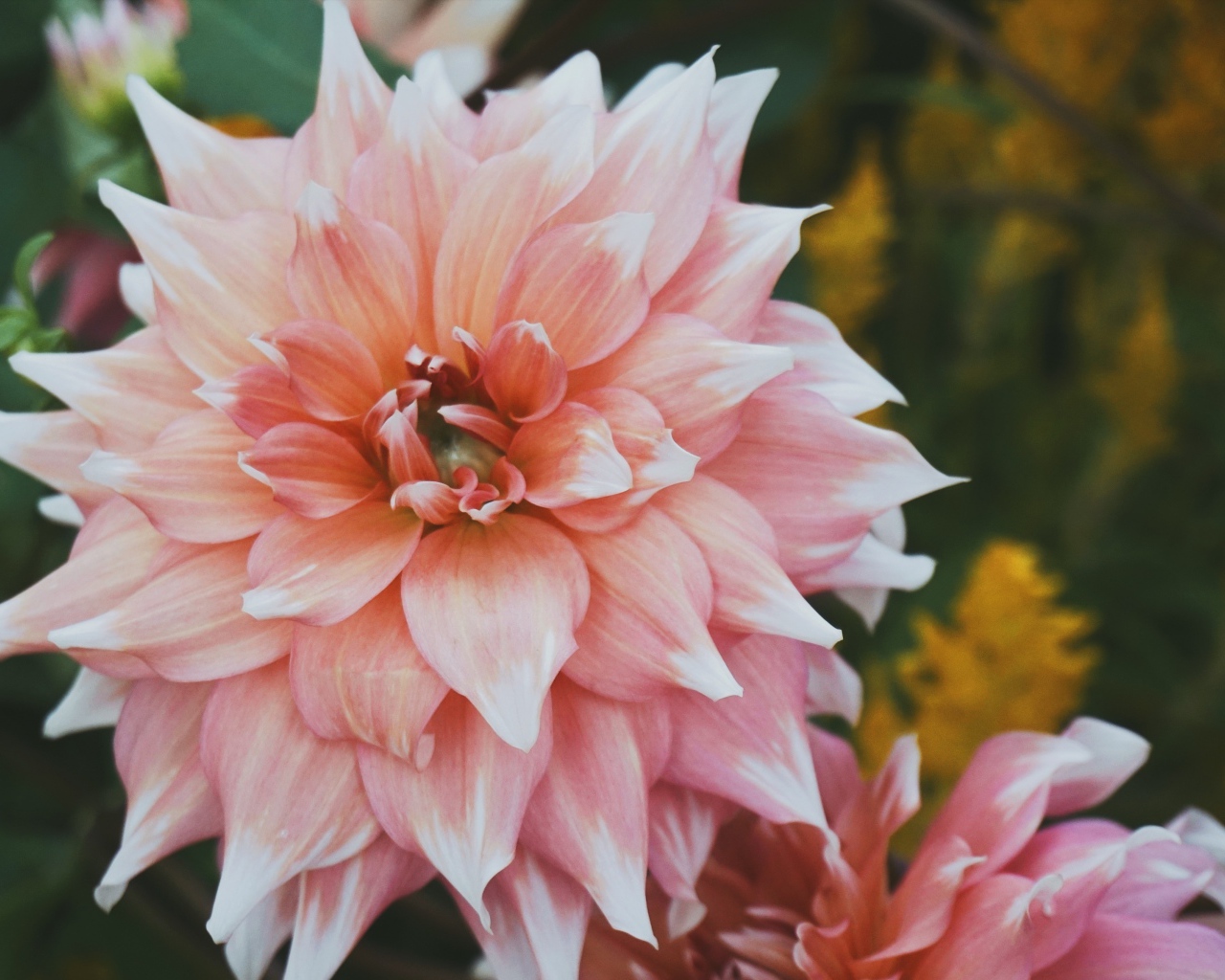 Красивый пышный георгин крупным планом 