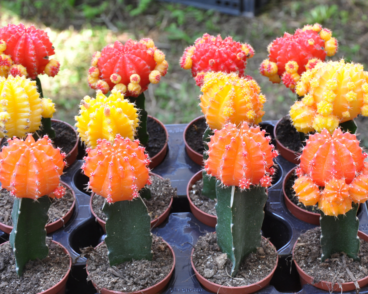 Красивые разноцветные кактусы крупным планом 