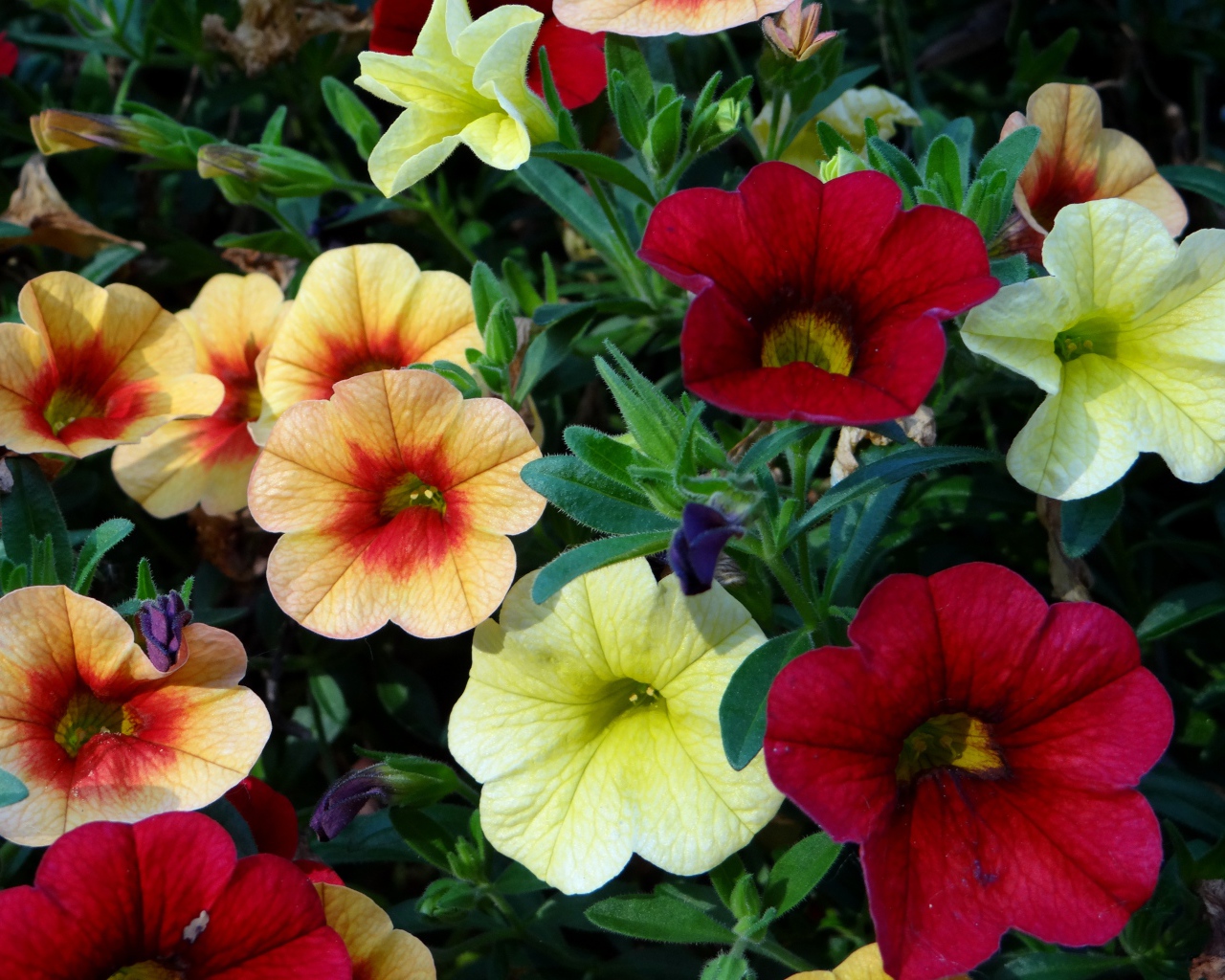 Красивые разноцветные садовые цветы петунии 