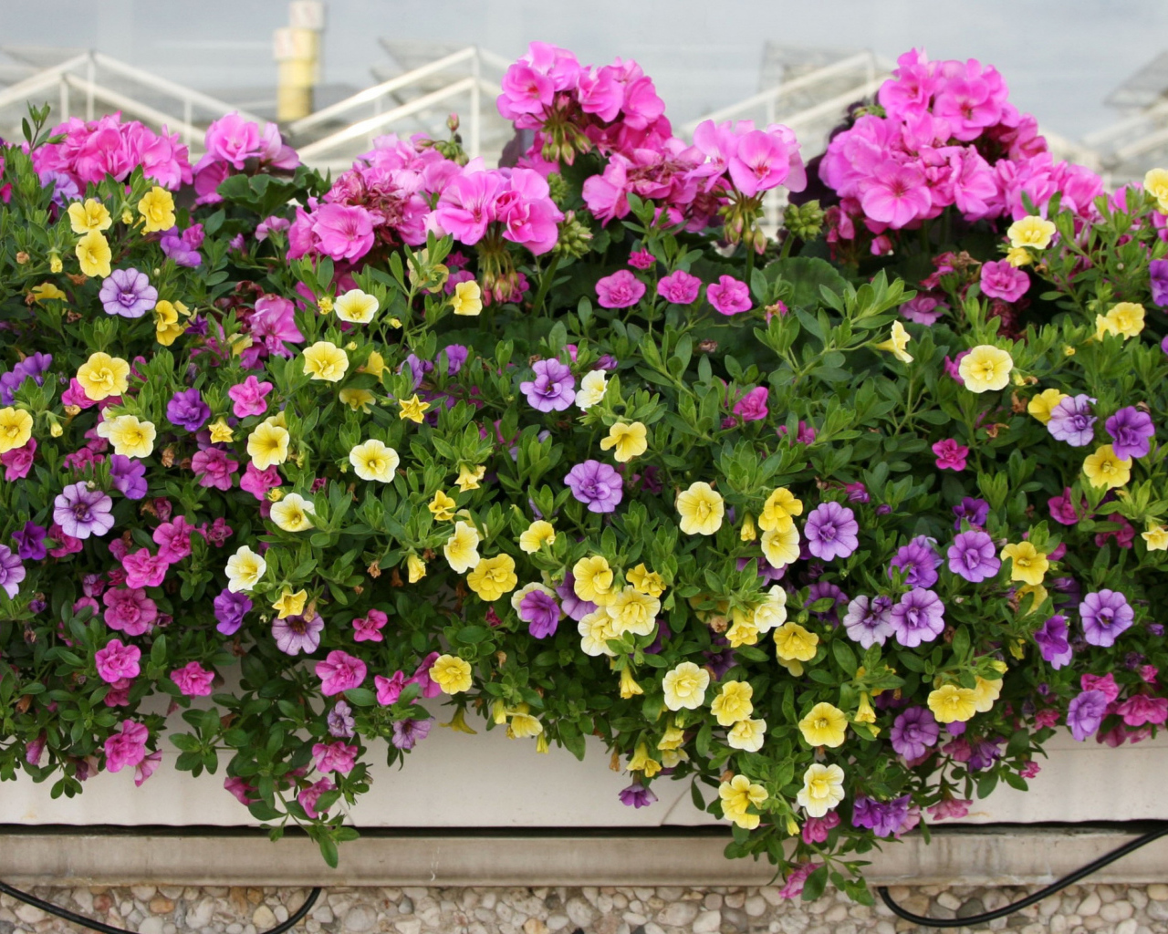 Красивые разноцветные петунии в горшках на балконе