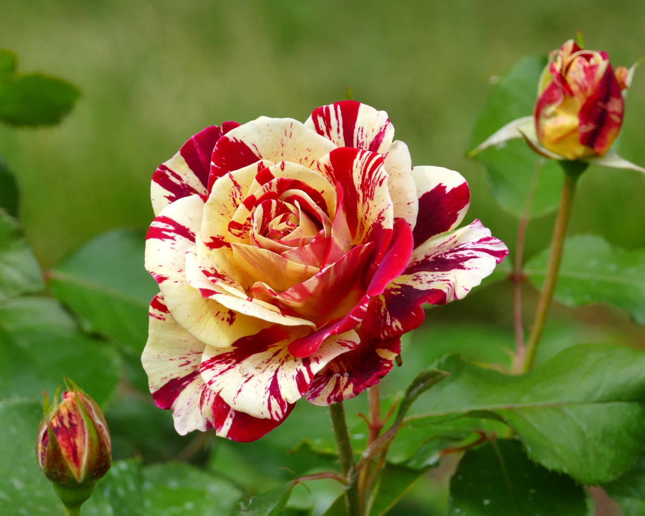 Красивая разноцветная роза с бутонами крупным планом