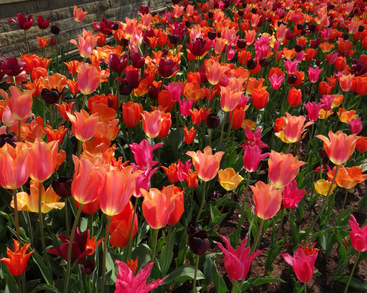 Красивые разноцветные тюльпаны на клумбе вблизи