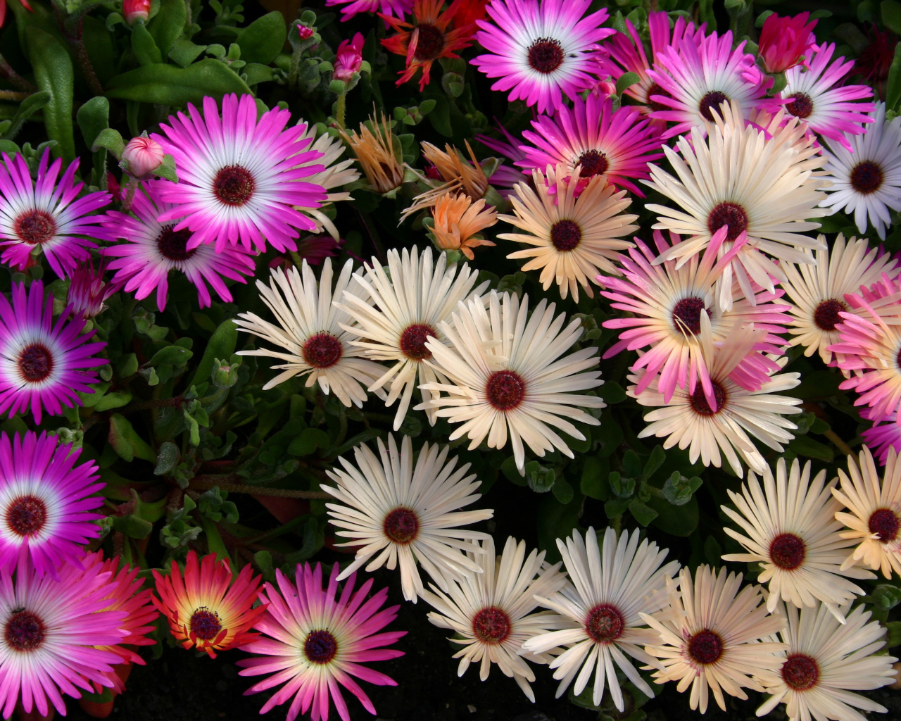 Красивые разноцветные цветы Мезембриантемум