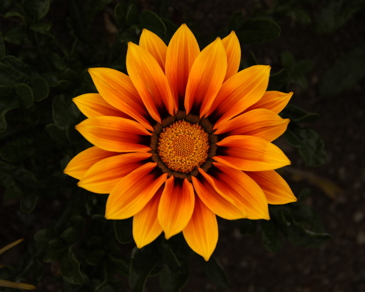 Красивый оранжевый цветок Газания 