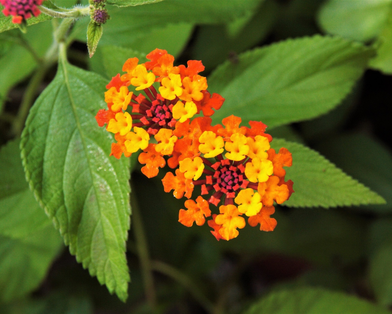 Красивый оранжевый цветок Лантана сводчатая