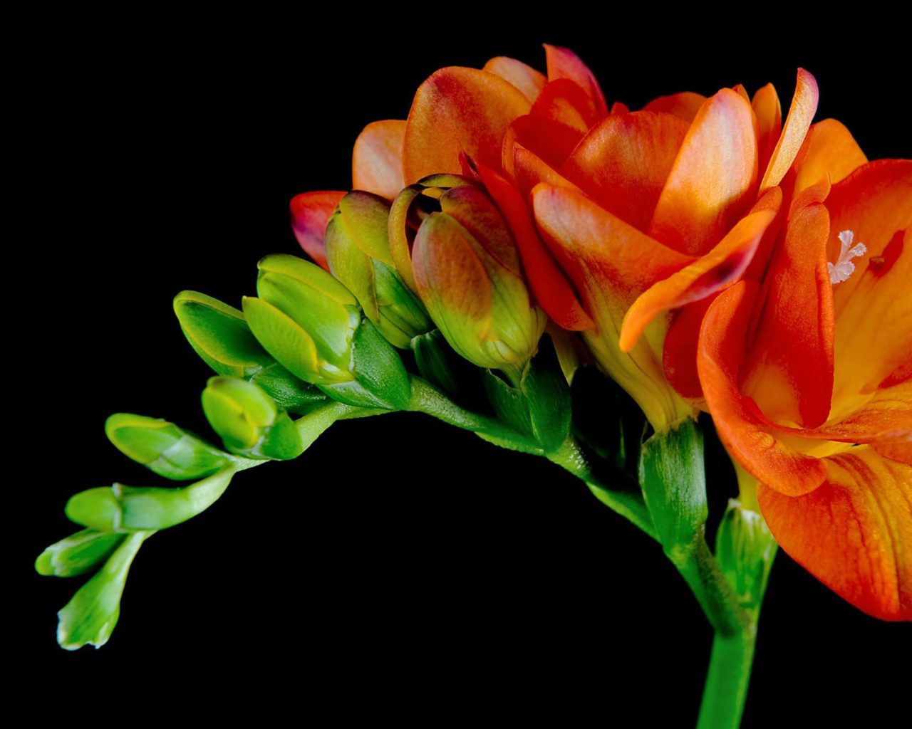 Красивые оранжевые цветы Фрезия 