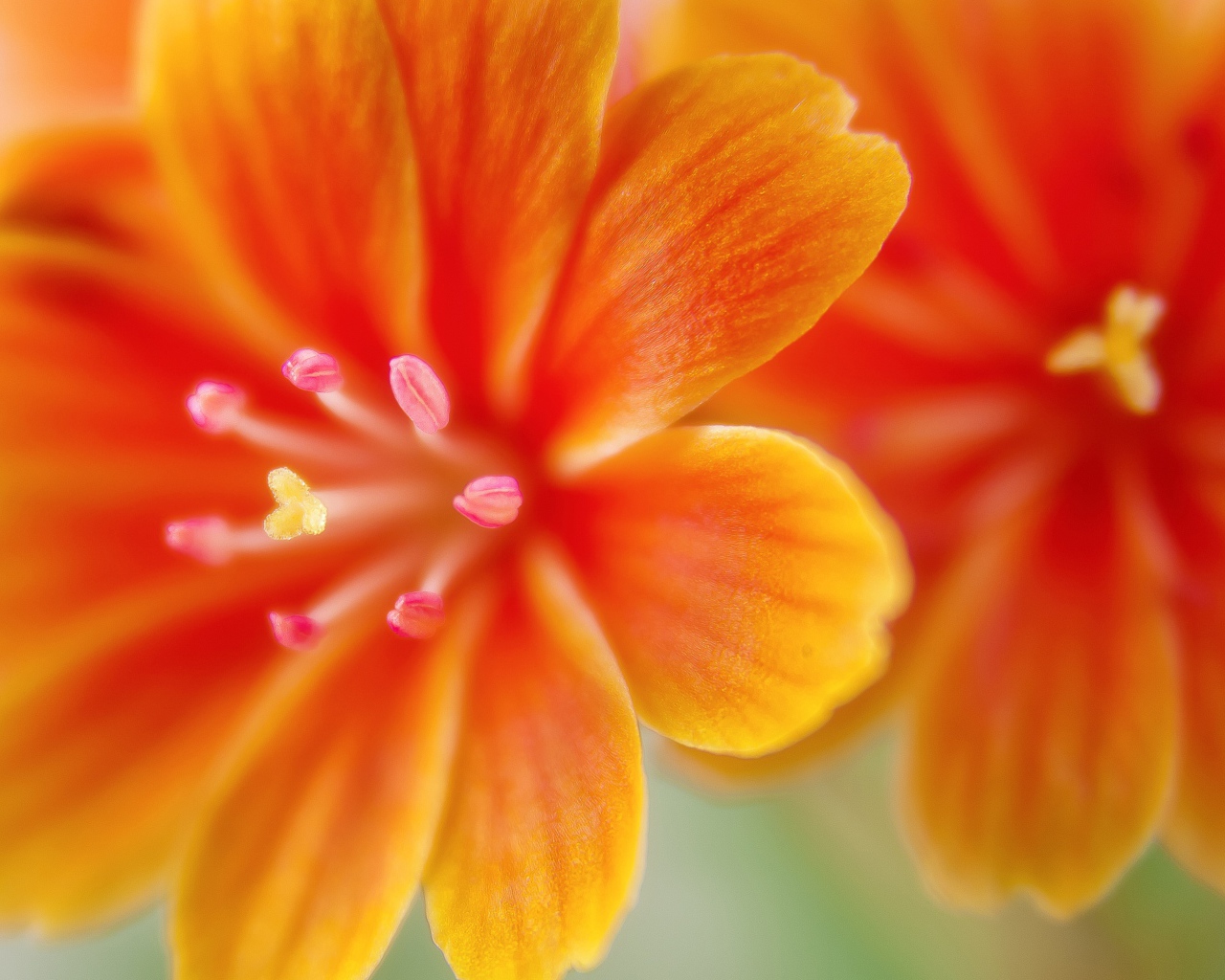 Красивые оранжевые цветы левизия 