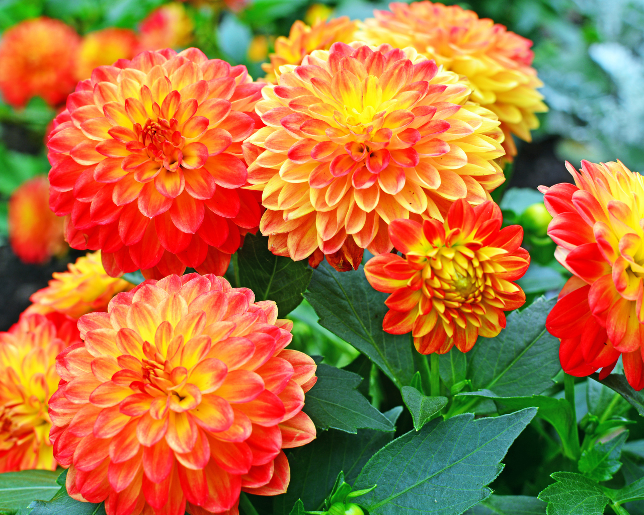 Красивые оранжевые цветы георгины 