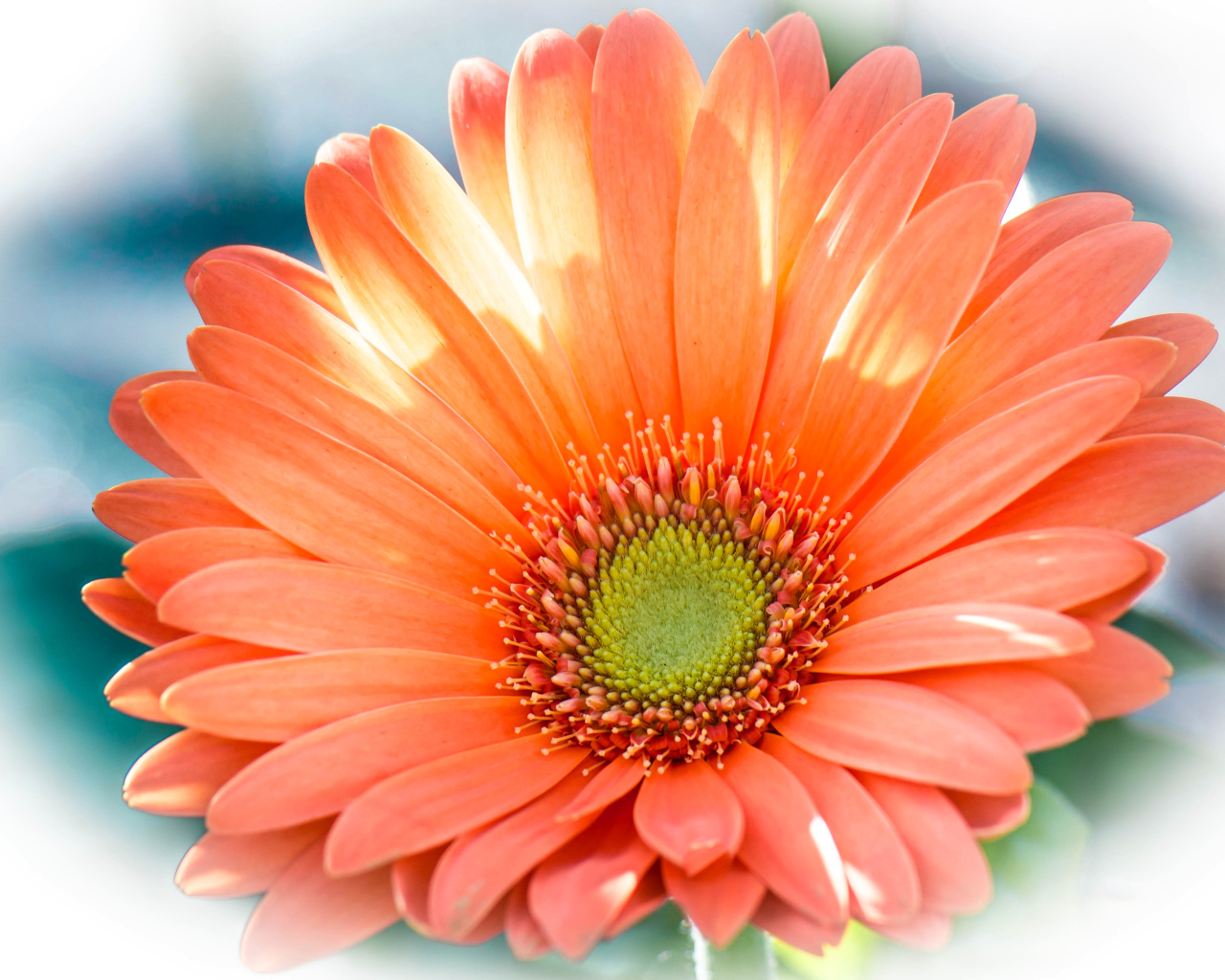 Красивый оранжевый цветок гербера крупным планом 