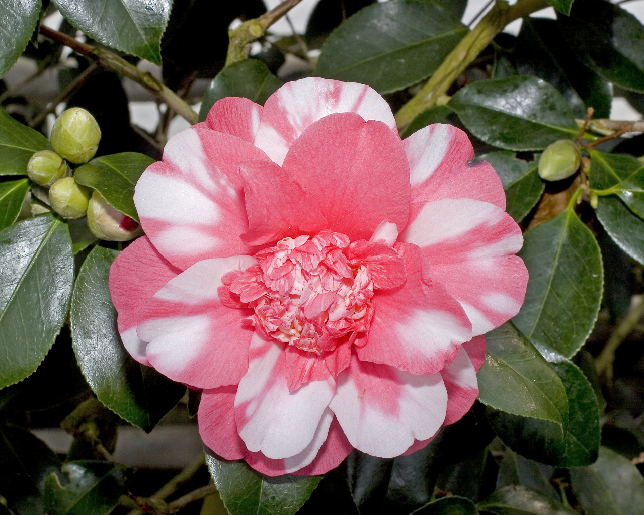 Красивый розово-белый цветок камелии с зелеными листьями