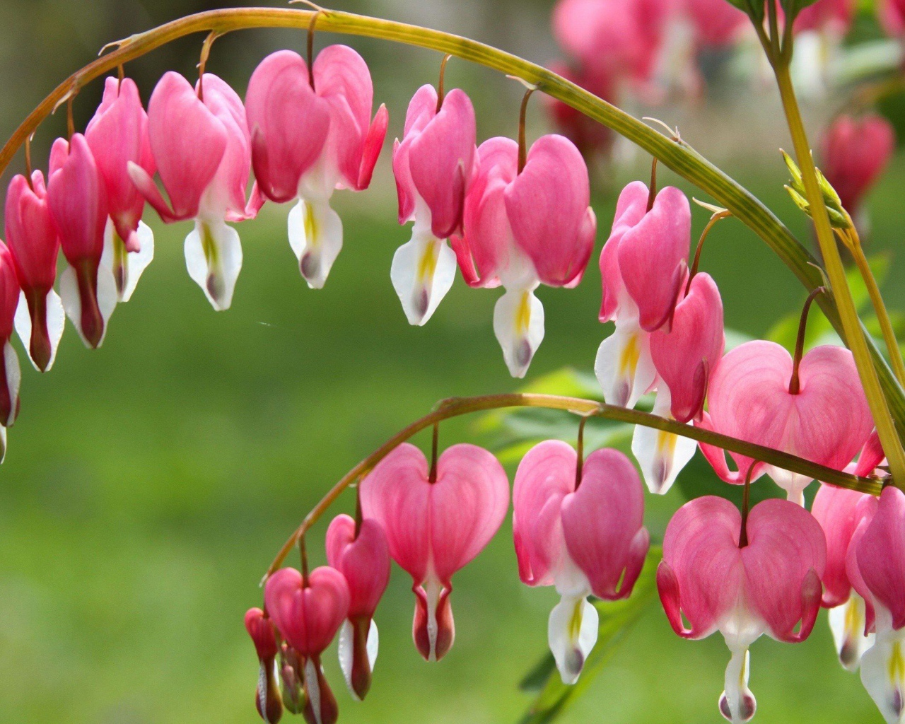 Красивые розовые с белым цветы дицентра