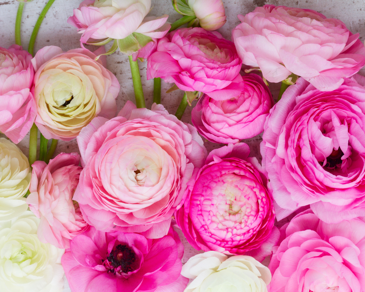 Красивые розовые цветы лютики крупным планом