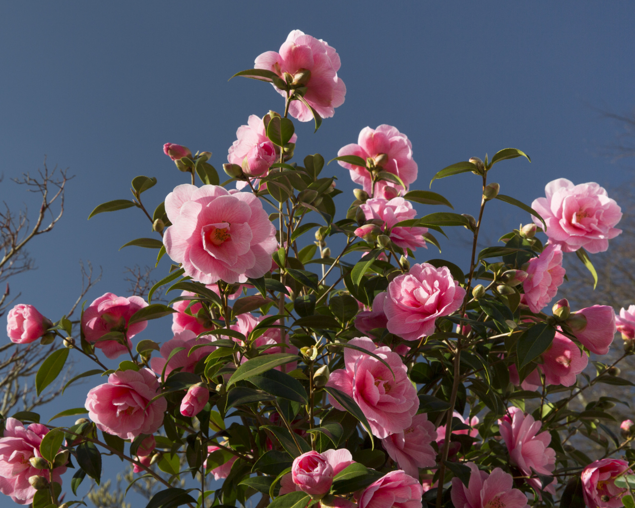 Красивый розовый куст цветов камелия 