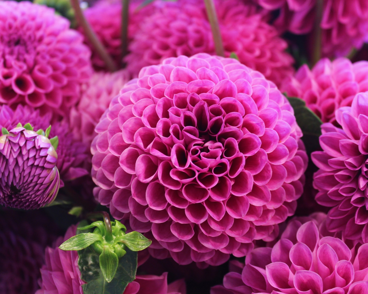 Красивый розовый цветок георгин 