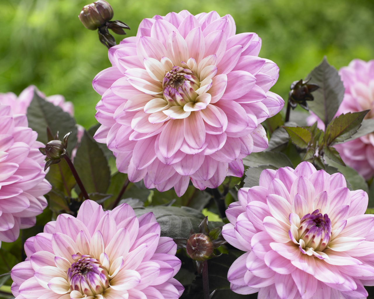 Красивые розовые георгины крупным планом