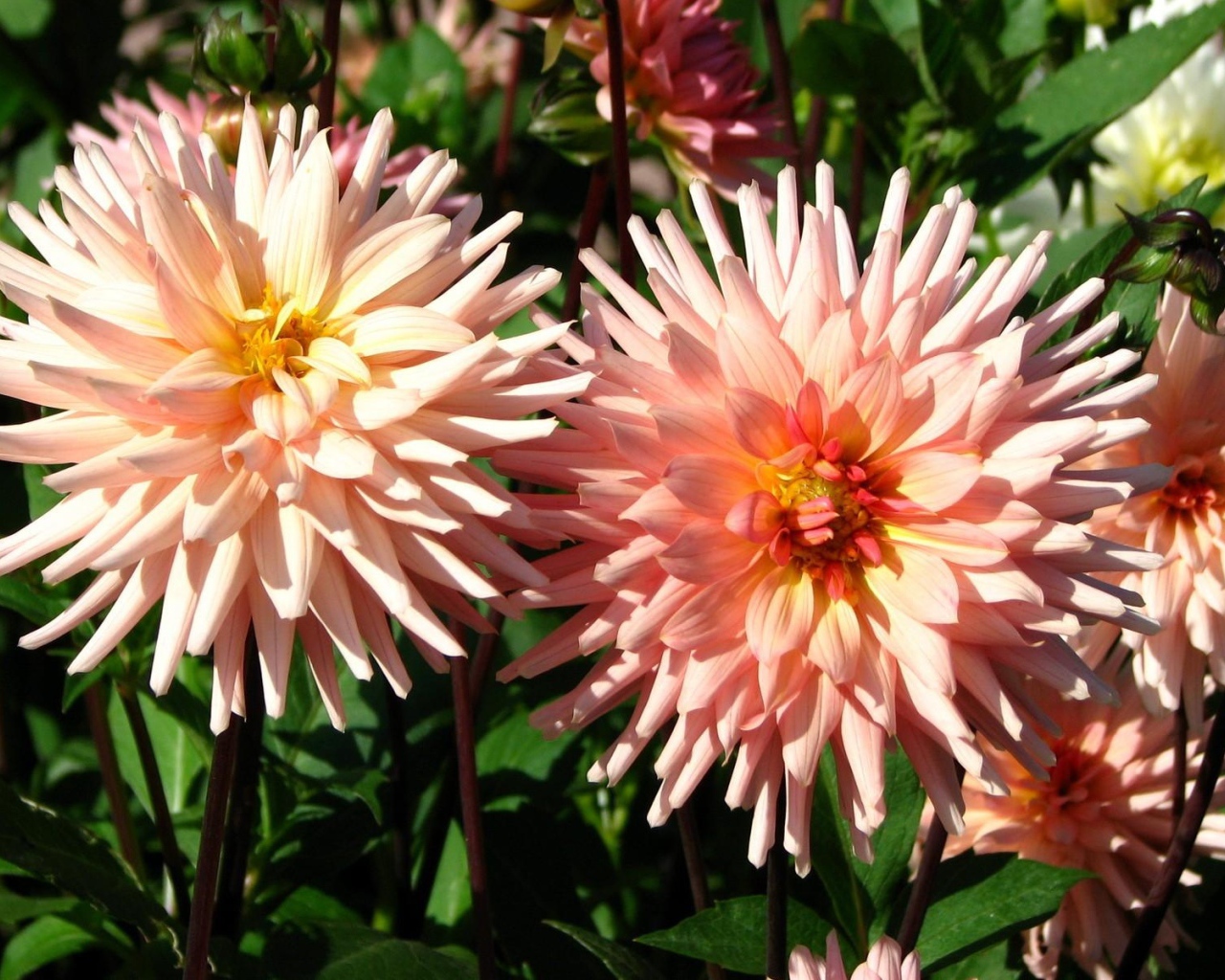 Красивые розовые георгины в лучах солнца на клумбе