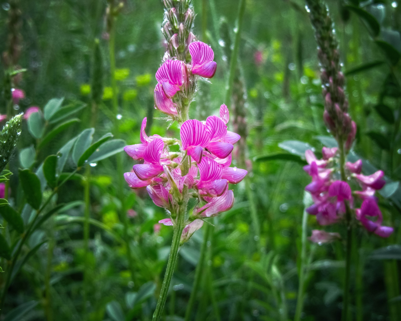 Красивый полевой розовый цветок в каплях росы