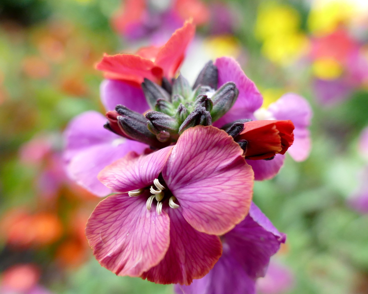 Красивый розовый садовый цветок крупным планом