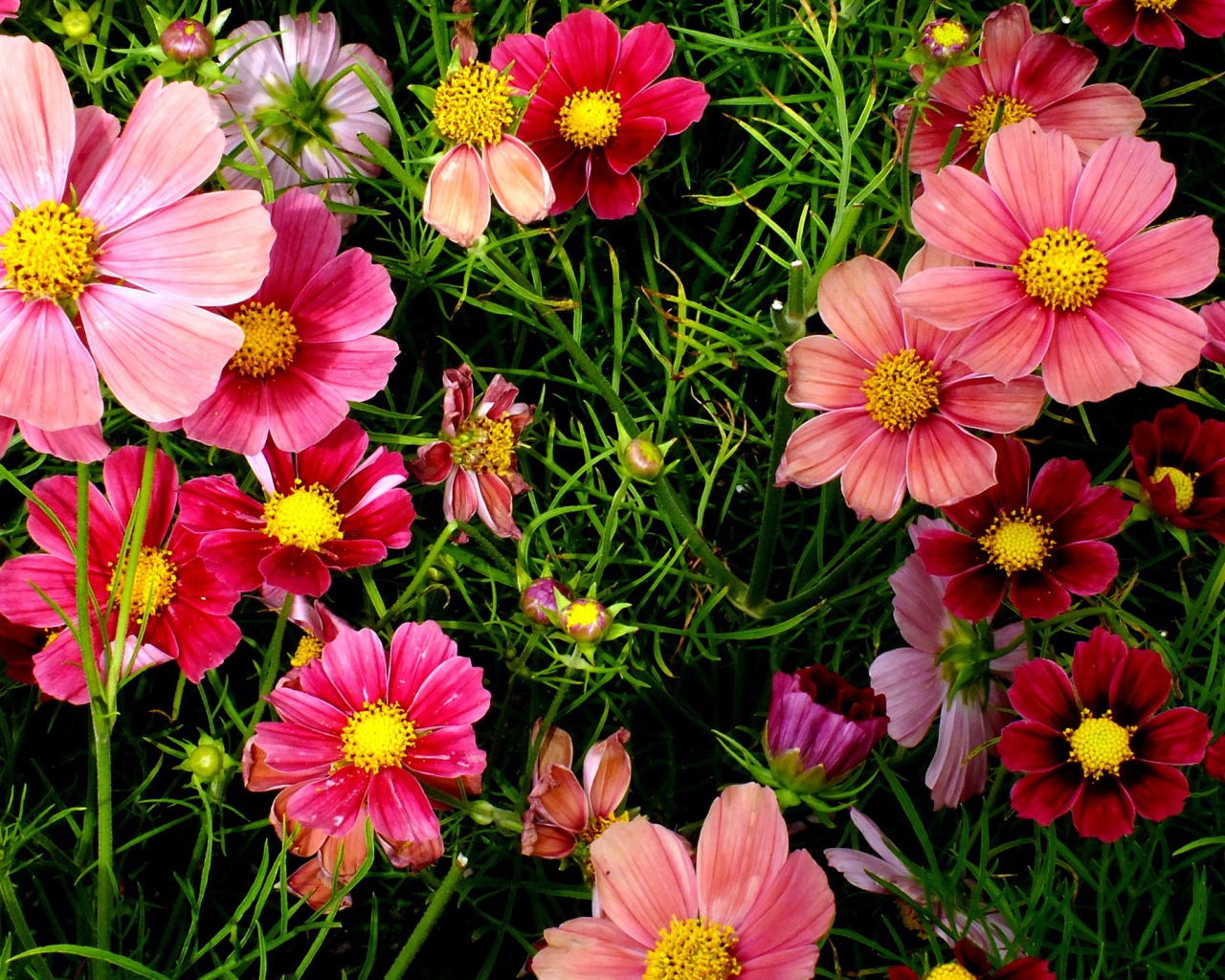 Красивые розовые садовые цветы космея 