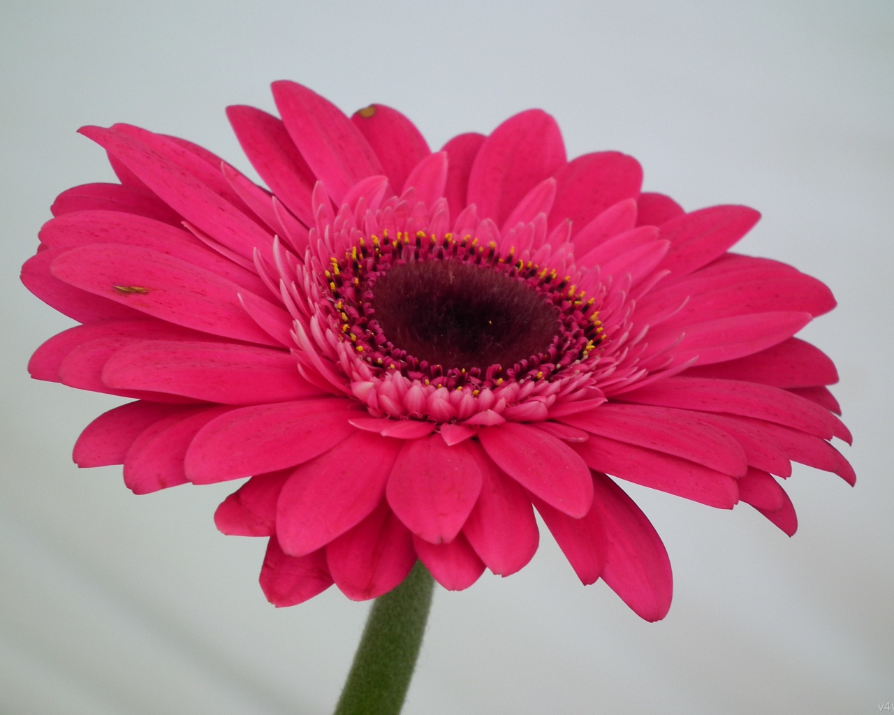 Красивый розовый цветок гербера крупным планом 