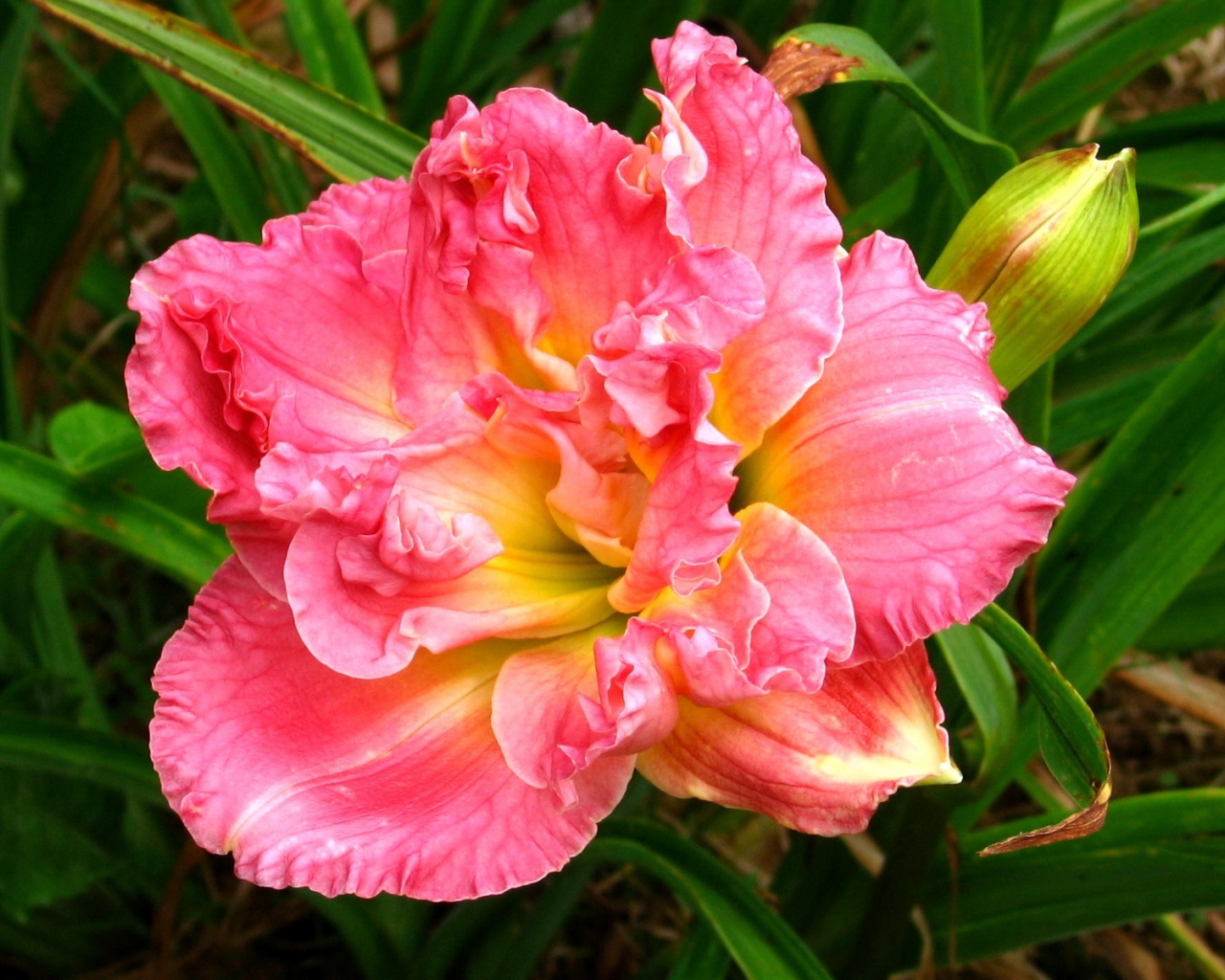 Красивая розовая лилия с бутоном крупным планом