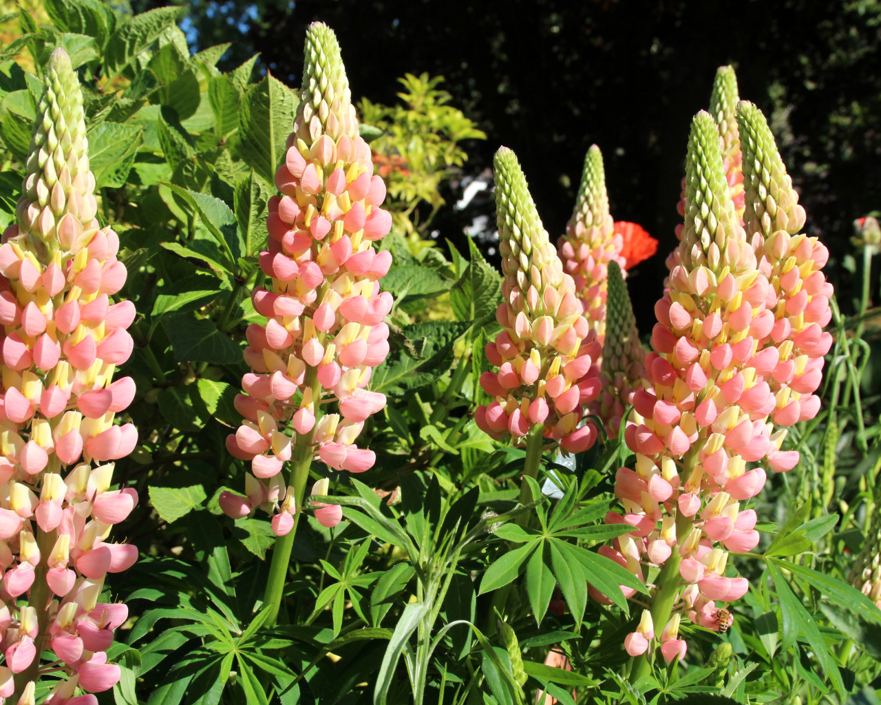 Красивые розовые люпины крупным планом