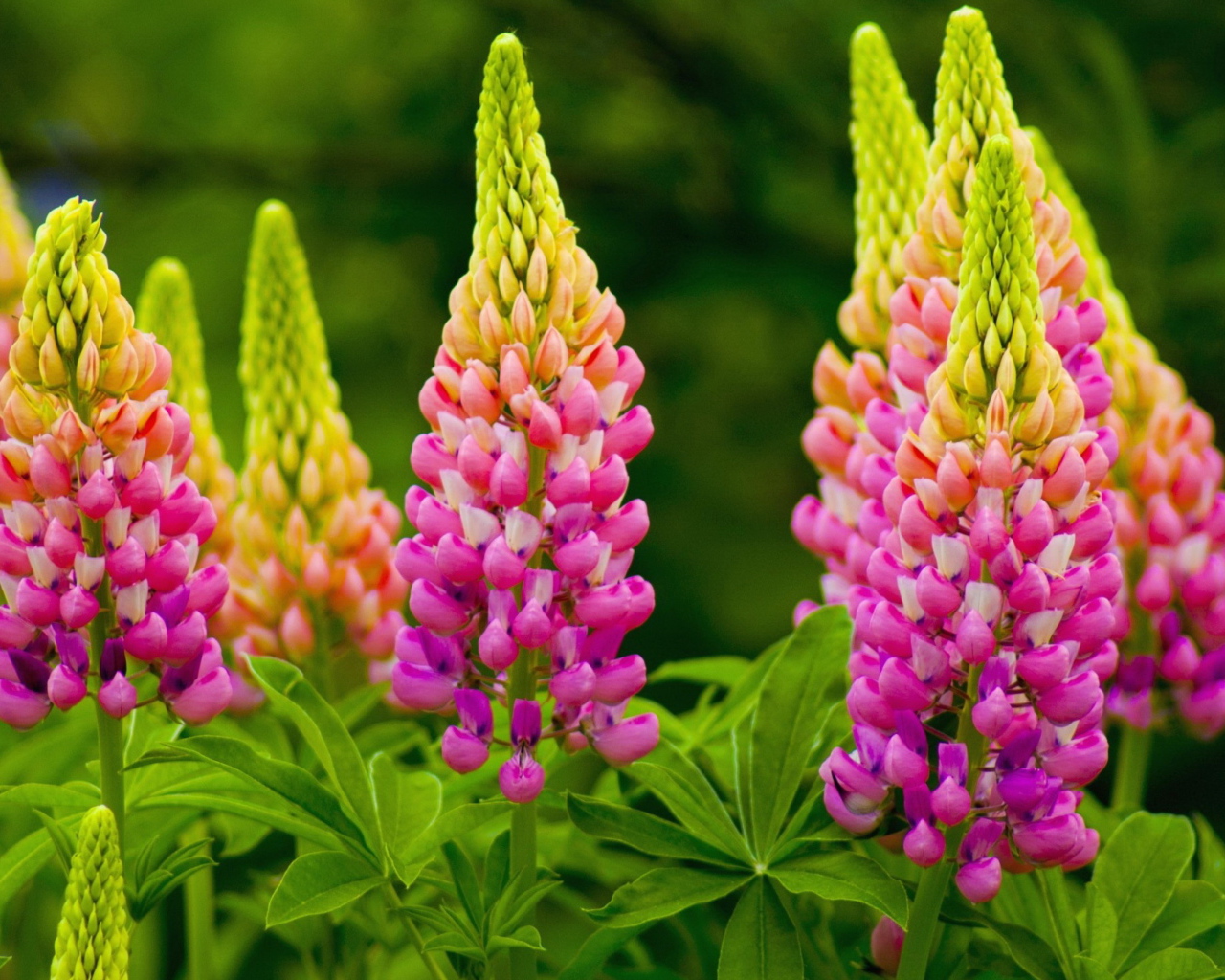 Красивые розовые люпины на клумбе 