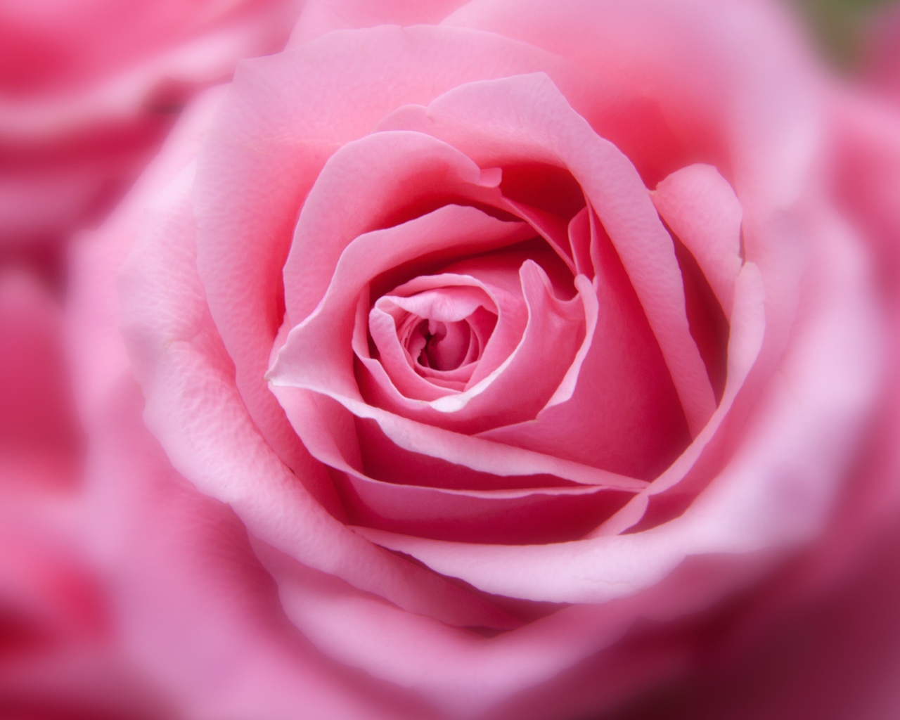 Бутон красивой розовой розы 