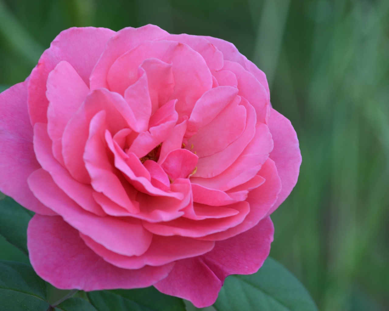 Красивая розовая роза крупным планом 